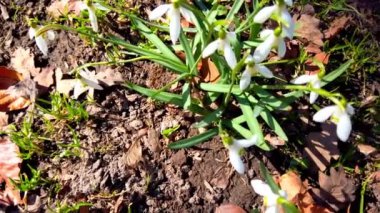 Spring Galanthus in the park.
