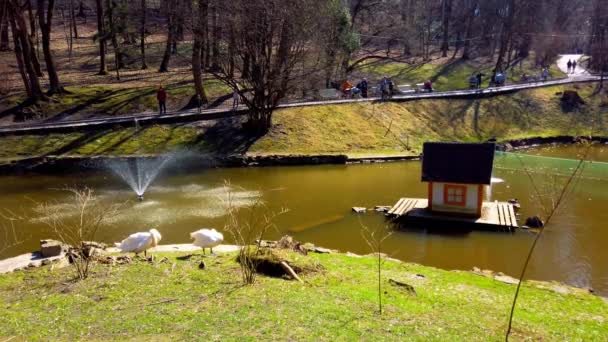 White Swans Park Background Pond — Stockvideo