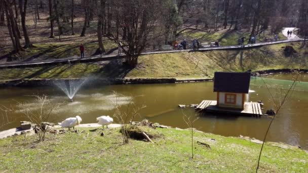 Weiße Schwäne Park Vor Dem Hintergrund Des Teiches — Stockvideo