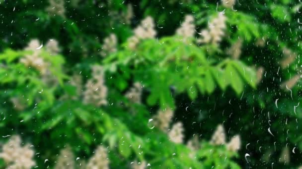 Träd Våren Regn Utsikt Från Fönstret — Stockvideo