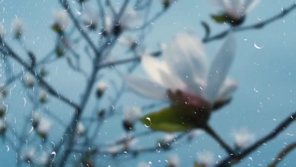 Flores Fuera Ventana Durante Lluvia — Vídeos de Stock