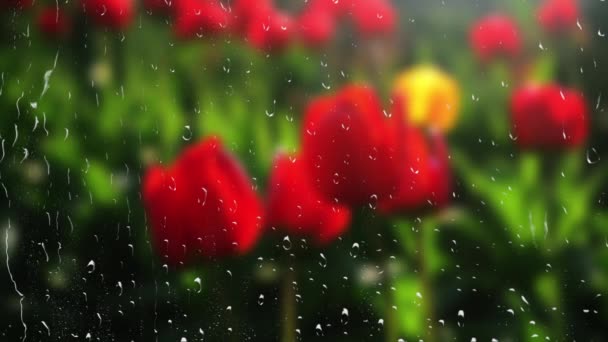 Квіти Тюльпанів Вікном Під Час Дощу — стокове відео