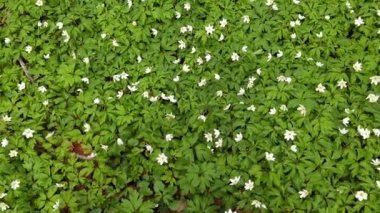 Ormanda beyaz şakayık çiçekleri.