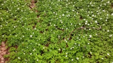 Ormanda beyaz şakayık çiçekleri.