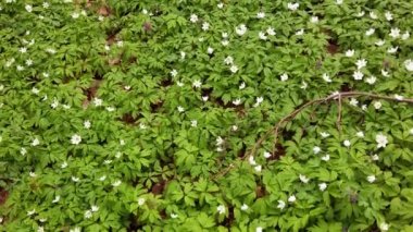 Ormanda beyaz şakayık çiçekleri.