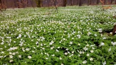 Ormanda beyaz şakayık çiçekleri.