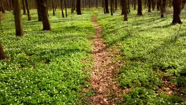 White Anemone Flowers Forest — Stock Video