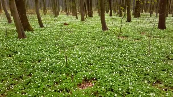 Vitsippor Blommor Skogen — Stockvideo