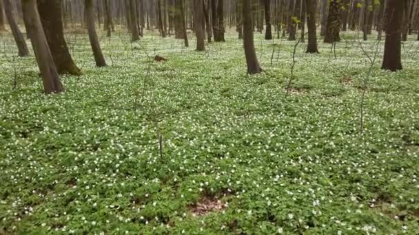 Witte Anemoon Bloemen Het Bos — Stockvideo