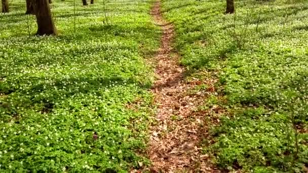 White Anemone Flowers Forest — Stock Video