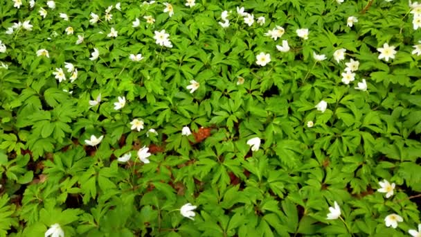 Weiße Anemonenblüten Wald — Stockvideo
