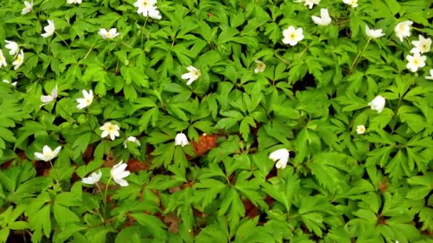森の中の白いアネモネの花 — ストック動画