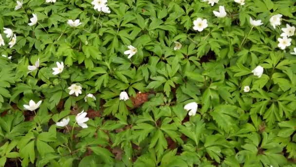 Weiße Anemonenblüten Wald — Stockvideo