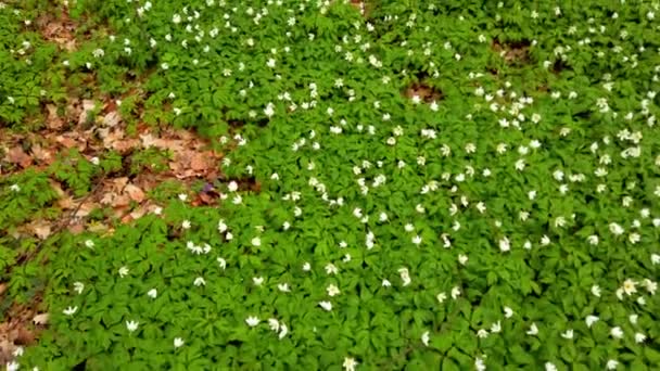 White Anemone Flowers Forest — Stock Video