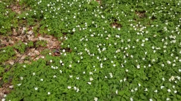 Hvite Anemonblomster Skogen – stockvideo