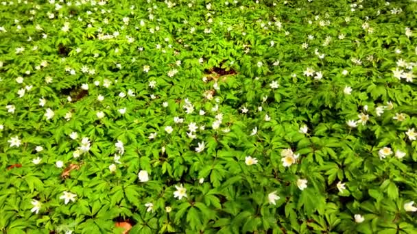 Flores Anêmona Branca Floresta — Vídeo de Stock