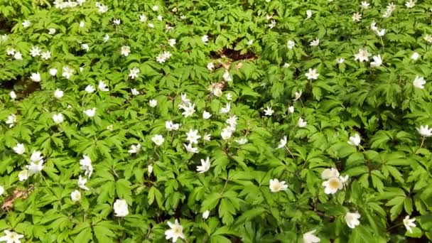 Flores Anêmona Branca Floresta — Vídeo de Stock
