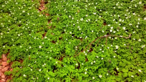 Hvide Anemone Blomster Skoven – Stock-video