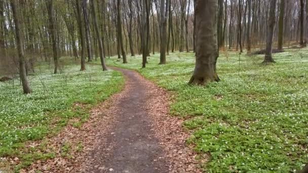 Flores Anémona Blanca Bosque — Vídeo de stock