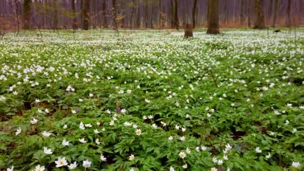 Λευκά Άνθη Ανεμώνης Στο Δάσος — Αρχείο Βίντεο