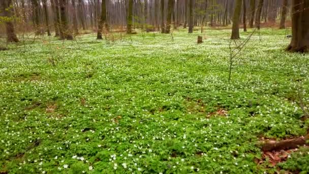 Flores Anêmona Branca Floresta — Vídeo de Stock