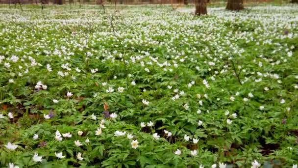 Flores Anêmona Branca Floresta — Vídeo de Stock