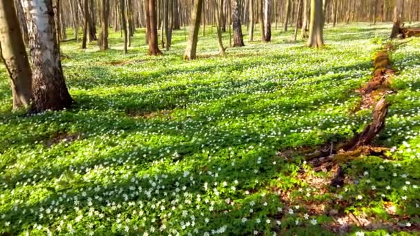 Białe Kwiaty Anemonu Lesie — Wideo stockowe