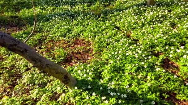 White Anemone Flowers Forest — Stock Video