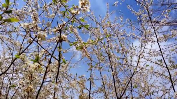 Prunus Padus Blüht Dreharbeiten Frühjahr — Stockvideo