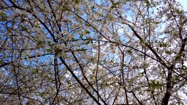 Flores Prunus Padus Filmación Primavera — Vídeo de stock