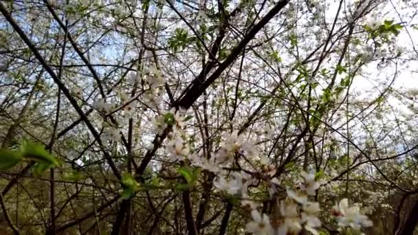 Flores Prunus Padus Filmagem Primavera — Vídeo de Stock