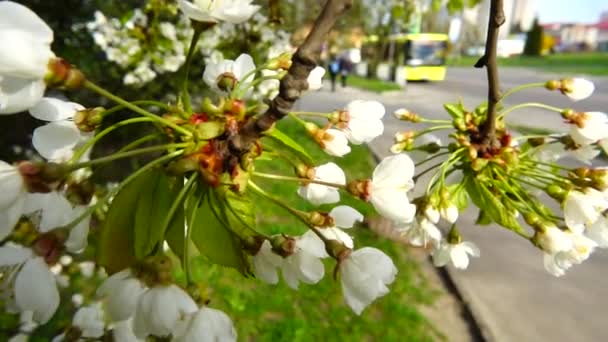 Flores Árboles Frutales Primavera Calle City Movimiento Lento — Vídeo de stock