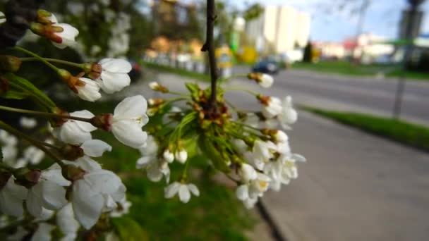 Flores Árboles Frutales Primavera Calle City Movimiento Lento — Vídeos de Stock