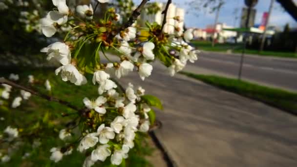 Obstbaumblüten Frühling Stadtstraße — Stockvideo