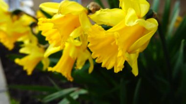 Narcissus çiçekleri ilkbaharda gün batımında.