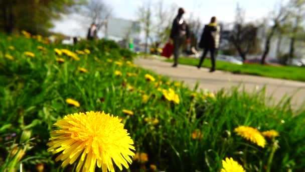Žluté pampelišky na jaře v trávě. City street. Zpomalený pohyb.