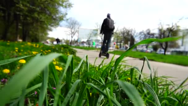 草の間の春に黄色のタンポポ 街の通りだ スローモーション — ストック動画