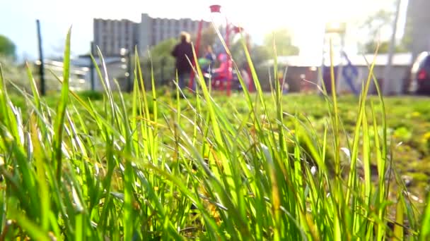 Grama Verde Fundo Parque Infantil Movimento Lento — Vídeo de Stock