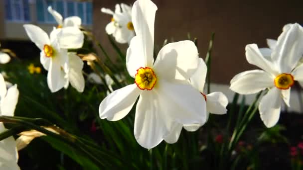 Narcissen Bloemen Het Voorjaar Bij Zonsondergang Stralen — Stockvideo