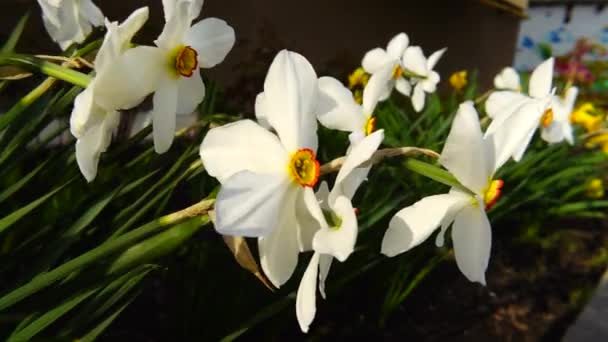 Narcissen Bloemen Het Voorjaar Bij Zonsondergang Stralen — Stockvideo