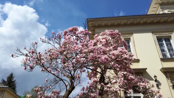 Blomstermagnolia Blomster Grener Våren – stockvideo