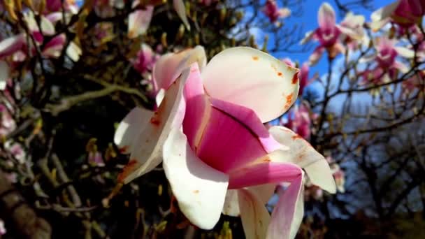 Magnolia Fleuri Fleurs Sur Les Branches Printemps — Video