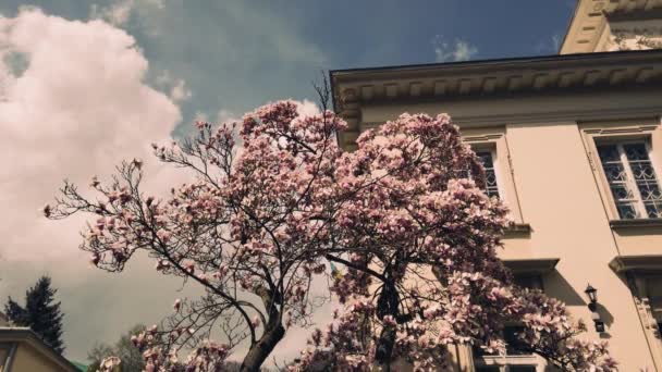 Flowing Magnolia 가지에 — 비디오