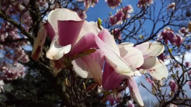 Цветущая Магнолия Весной Цветы Ветвях — стоковое видео