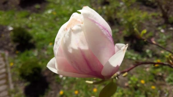 Цвіте Магнолія Квіти Гілках Навесні — стокове відео