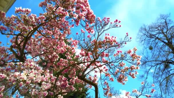 Blommande Magnolia Blommor Grenar Ren — Stockvideo