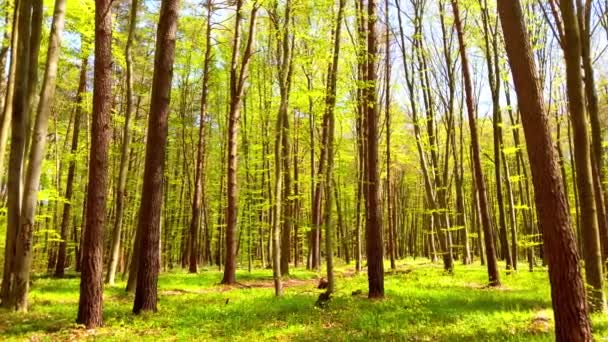 Floresta Primavera Folhas Jovens Grama — Vídeo de Stock