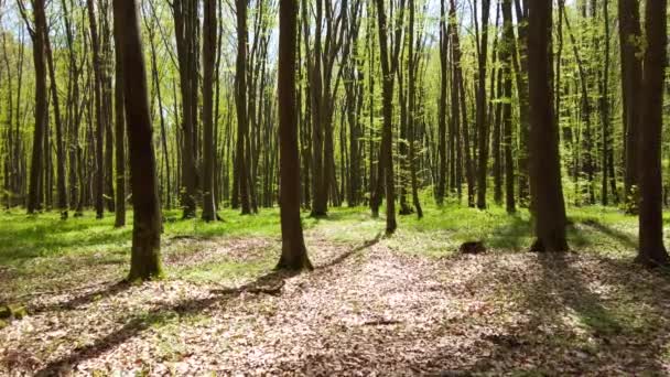 Floresta Primavera Folhas Jovens Grama — Vídeo de Stock