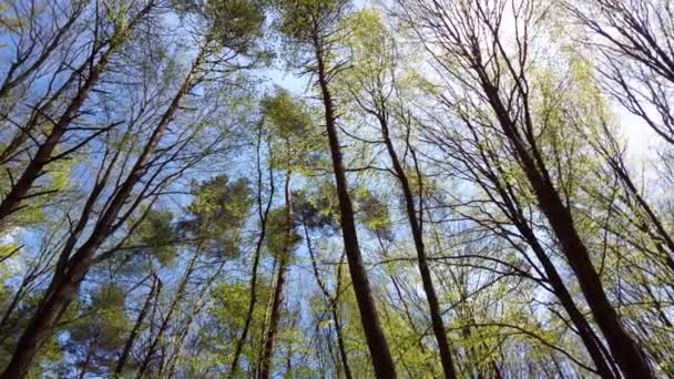 Filialer Vårträd Mot Bakgrund Den Blå Himlen — Stockvideo