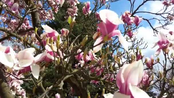Çiçekli Manolya Lkbaharda Dallarda Çiçekler — Stok video